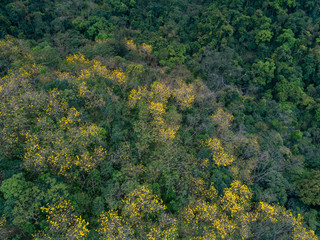 Obraz premium Aerial view of tropical forest in spring