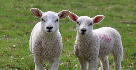 Fototapeta premium Close up of twin lambs, Derbyshire England