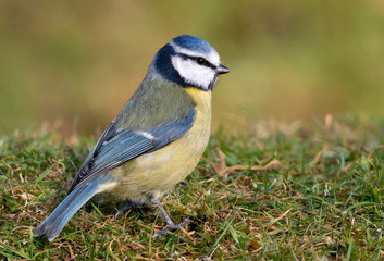 Blue-Tit