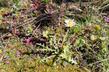 珍しい白いたんぽぽ