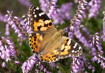 Painted Lady Butterfly