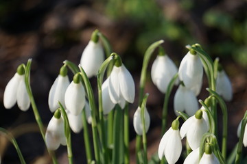 snowdrops in snow