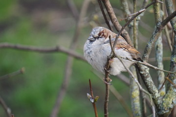 sparrow on a branch