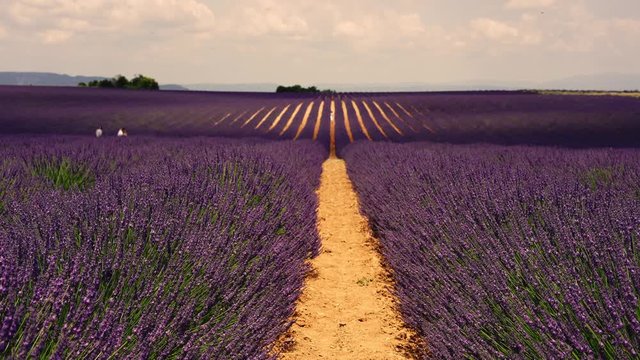 Video of beautiful nature violet landscape with lavender fields in french provence , tender blooming lavandula swaying with summer wind in countryside