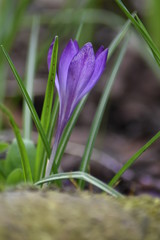 Fototapeta premium Krokus (Crocus)