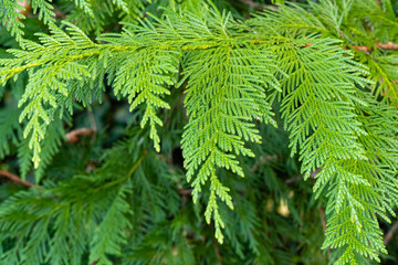 Beautiful green foliage on branch of folded thuja Kan-Kan (Thuja plicata Can – Can). Blurred background. Selective focus. Thuja plicata, Western Red Cedar or Pacific Red Cedar in landscape garden.