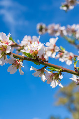 Close-up of almond branches and flowers on blue bokeh background, in Madrid, Spain. Vertically with copy space