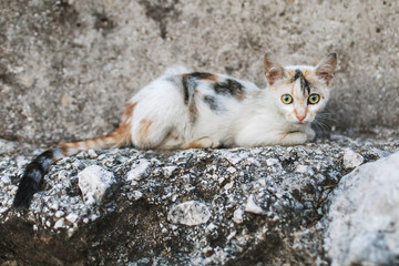 Cute Cat sitting on the rock. Portrait of Beautiful kitty with big eyes. Animal camoiflage concept.