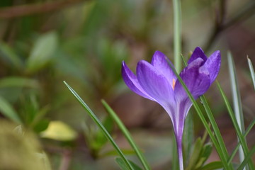 Fototapeta premium Krokus (Crocus)