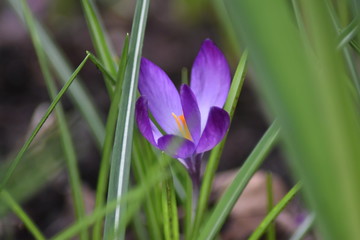 Krokus (Crocus)
