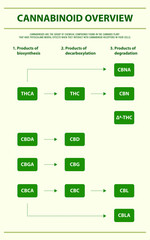 Cannabinoid Overview vertical infographic illustration about cannabis as herbal alternative medicine and chemical therapy, healthcare and medical science vector.