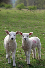 Naklejka na ściany i meble Spring lambs, Derbyshire England