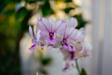 Vietnam Orchids