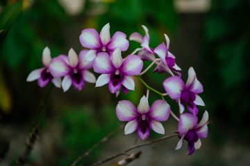 Vietnam Orchids