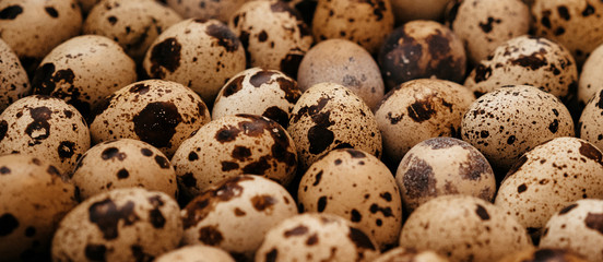 Obraz premium many quail eggs, easter pattern. selective focus, film and grain photo