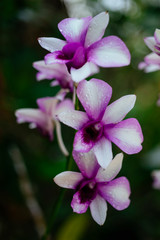 Vietnam Orchids