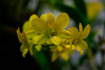 Vietnam Orchids