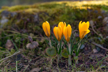 Fototapeta premium yellow crocuses, saffron bloom in bright yellow in the middle of a sunny meadow in the park in early spring