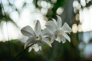Vietnam Orchids