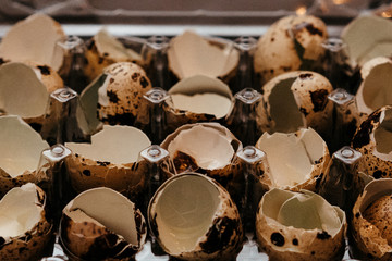 quail egg shell in a box