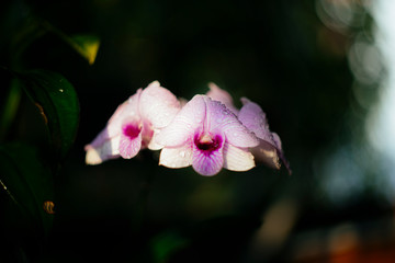 Vietnam Orchids
