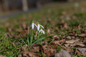 snowdrops bloomed in white between the dry leaves and green grass in the park in the sun-drenched spring sun