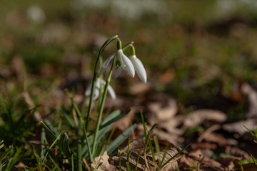 snowdrops bloomed in white between the dry leaves and green grass in the park in the sun-drenched spring sun
