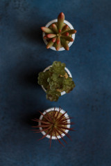 small green artificial plants in white planters close -up on a dark blue background