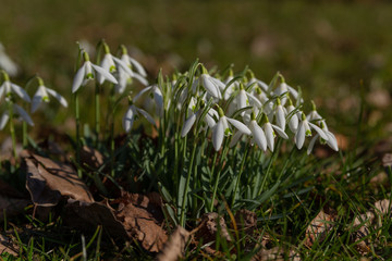 snowdrops bloomed in white between the dry leaves and green grass in the park in the sun-drenched spring sun