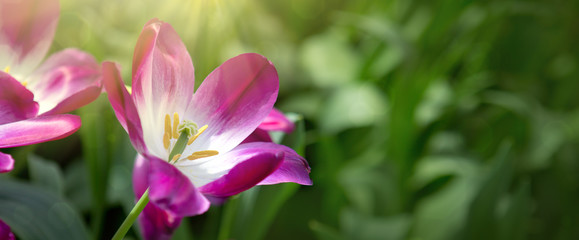 Obraz na płótnie Canvas Pink tulips background and sunlight. Flowers background.