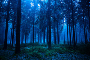 night forest