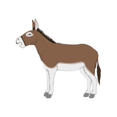 Donkey Realistic Vectoral Illustration. White Background Isolated.