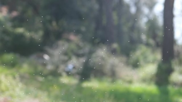 Swarm of Insects Close Up Slow Motion