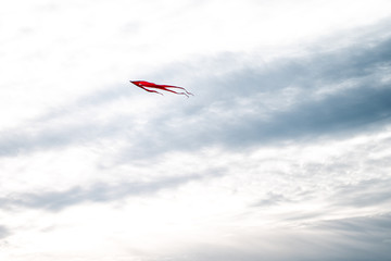 red kite in the sky in Berlin, Germany