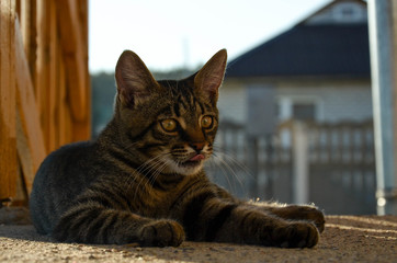 The cat shows its tongue lying on the doorstep
