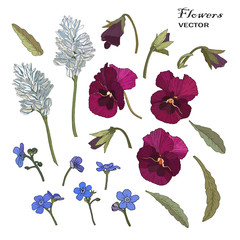 Vector flowers set of blue forget me not flowers, purple pansies and leaves