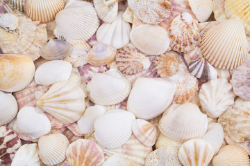 Seashells background	