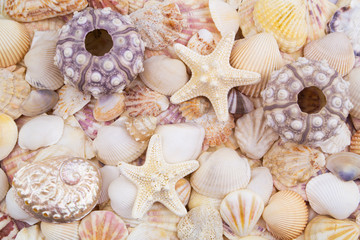 Sea urchins, starfishes and seashells background	