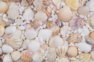 Seashells and white stones as background