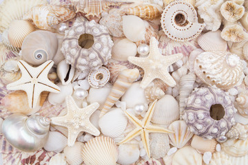 Sea urchins, starfishes, pearls and seashells background	