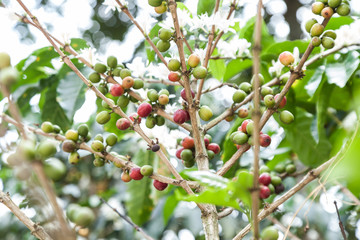 Flowered coffee plant with many coffee beans.