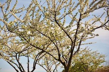 trees in blossom in spring