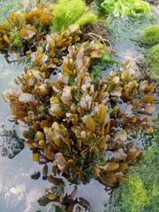 Fototapeta na wymiar Seaweed sticks to coral reefs naturally.