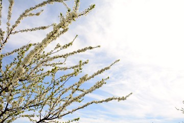 tree in blossom in spring