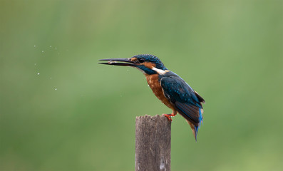 Common Kingfisher Portrait on Green Background