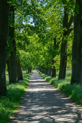 A narrow avenue with trees in the sunshine