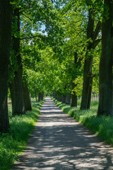 Fototapeta premium A narrow avenue with trees in the sunshine