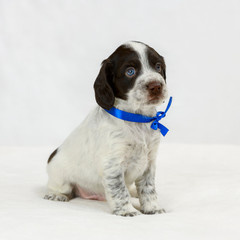 Cute little puppy of breed of spaniel with blue ribbon on its neck is sitting on the plaid in indoors.