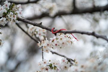 White cherry / peach flowers during spring