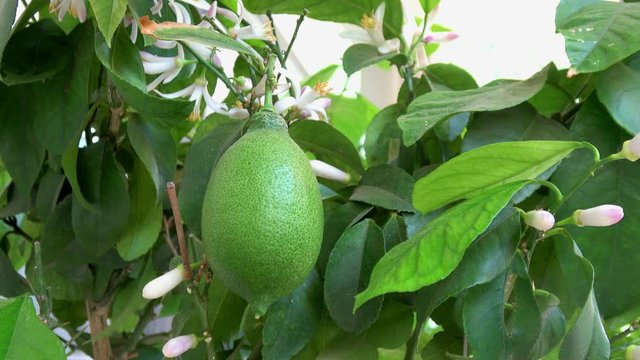 eine reife Limette geh&ouml;rt ein ein Baum